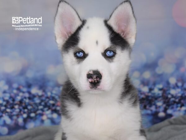 Siberian Husky-DOG-Male-Black & White-2425-Petland Lee's Summit, MO