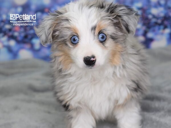 Toy Australian Shepherd-DOG-Female-Blue Merle-2428-Petland Lee's Summit, MO