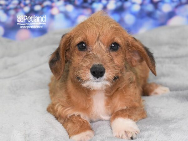 Rat Terrier/Poodle Mix-DOG-Male-Dark Brown-2423-Petland Lee's Summit, MO