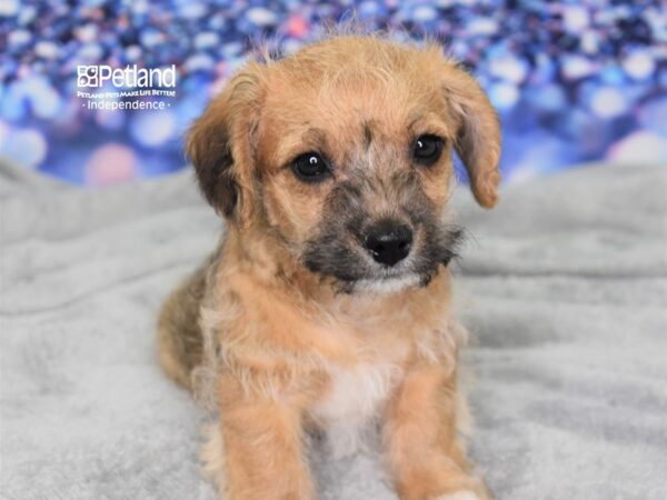 Rat Terrier/Poodle Mix-DOG-Male-Dark Red-2422-Petland Lee's Summit, MO