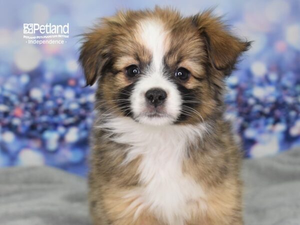 Toy Australian Shepherd-DOG-Female-Sable-2431-Petland Lee's Summit, MO