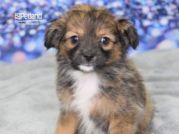 Toy Australian Shepherd-DOG-Female-Sable-2429-Petland Lee's Summit, MO