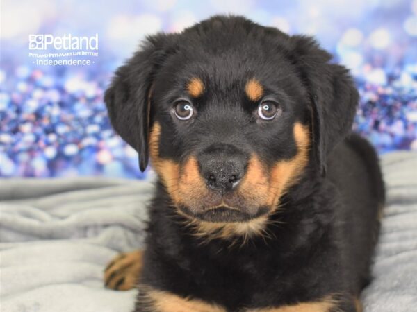 Rottweiler-DOG-Male-Black and Rust-2454-Petland Lee's Summit, MO