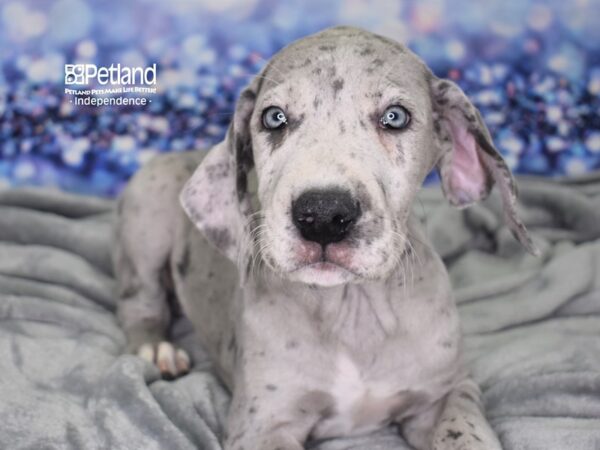 Great Dane-DOG-Female-Merle-2453-Petland Lee's Summit, MO