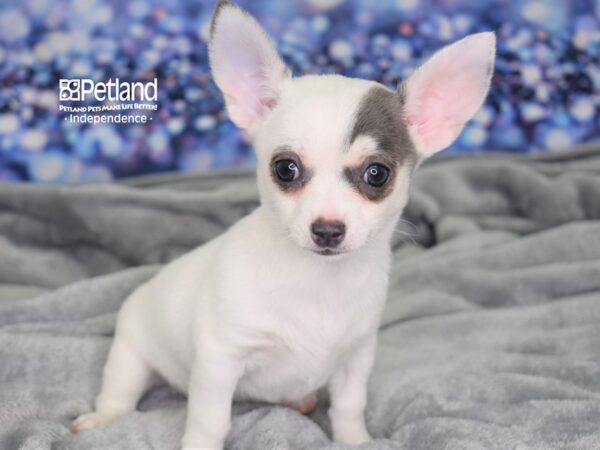 Chihuahua-DOG-Male-Blue and White-2452-Petland Lee's Summit, MO