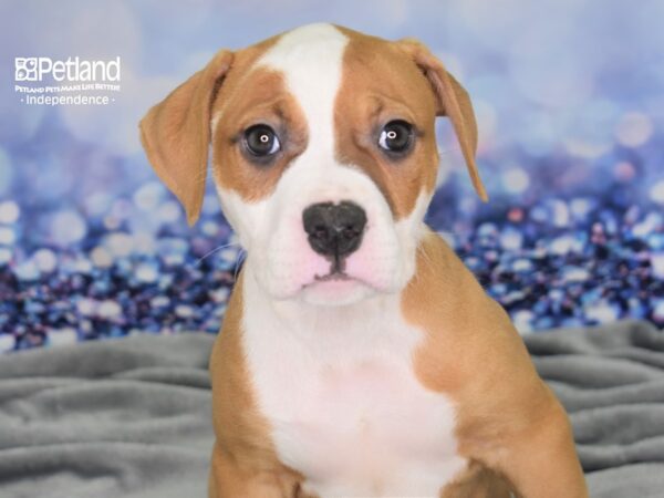 American Bulldog-DOG-Female-White and Red-2451-Petland Lee's Summit, MO