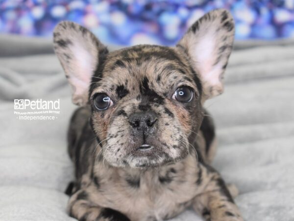 French Bulldog-DOG-Female-Blue Merle-2450-Petland Lee's Summit, MO