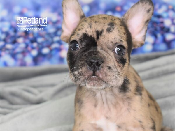 French Bulldog-DOG-Male-Chocolate Merle-2449-Petland Lee's Summit, MO