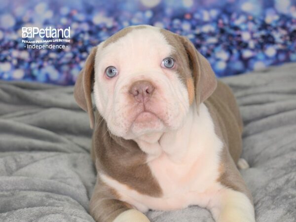Olde English Bulldogge-DOG-Male-Lilac & White-2448-Petland Lee's Summit, MO