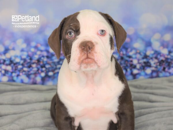 Olde English Bulldogge-DOG-Female-Chocolate & White-2447-Petland Lee's Summit, MO