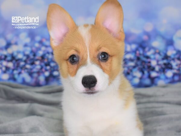 Pembroke Welsh Corgi-DOG-Female-Red and White-2444-Petland Lee's Summit, MO