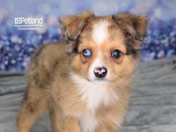 Toy Australian Shepherd-DOG-Male-Red Merle-2442-Petland Lee's Summit, MO