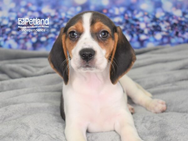 Beagle-DOG-Female-Tri-2434-Petland Lee's Summit, MO