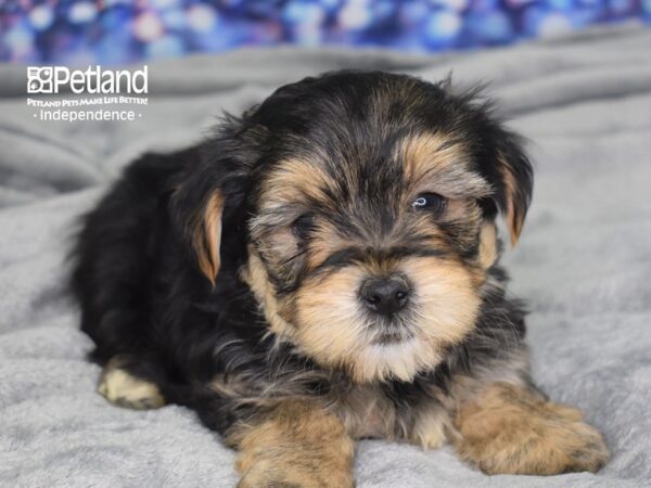 Morkie-DOG-Female-Black & Tan-2433-Petland Lee's Summit, MO