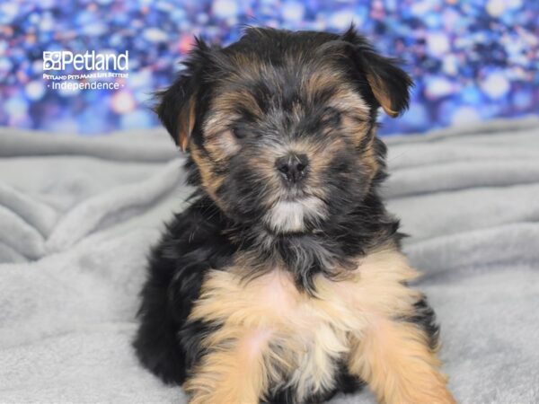Morkie-DOG-Male-Black & Tan-2432-Petland Lee's Summit, MO