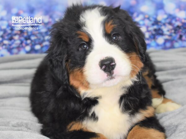 Bernese Mountain Dog-DOG-Male-Black, Rust, & White-2446-Petland Lee's Summit, MO