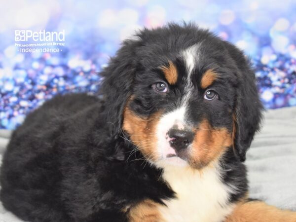 Bernese Mountain Dog-DOG-Male-Black, Rust, & White-2445-Petland Lee's Summit, MO