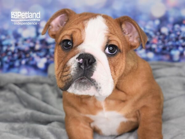 English Bulldog-DOG-Male-Red and White-2437-Petland Lee's Summit, MO