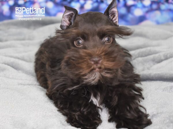 Miniature Schnauzer-DOG-Female-Chocolate-2460-Petland Lee's Summit, MO