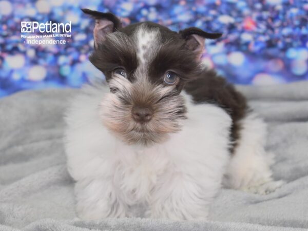 Miniature Schnauzer-DOG-Male-Chocolate and White Parti-2461-Petland Lee's Summit, MO