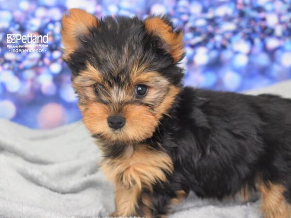 Yorkshire Terrier-DOG-Female-Black and Gold-2469-Petland Lee's Summit, MO
