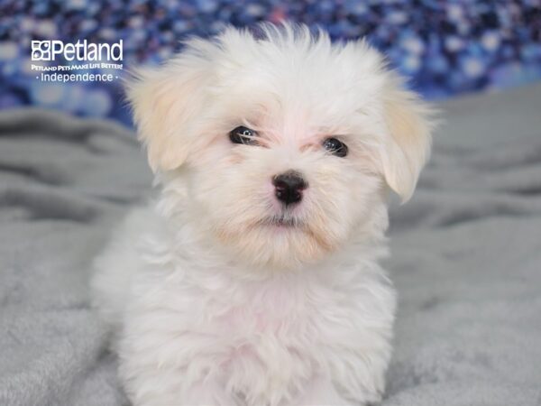 Maltese-DOG-Male-White-2468-Petland Lee's Summit, MO