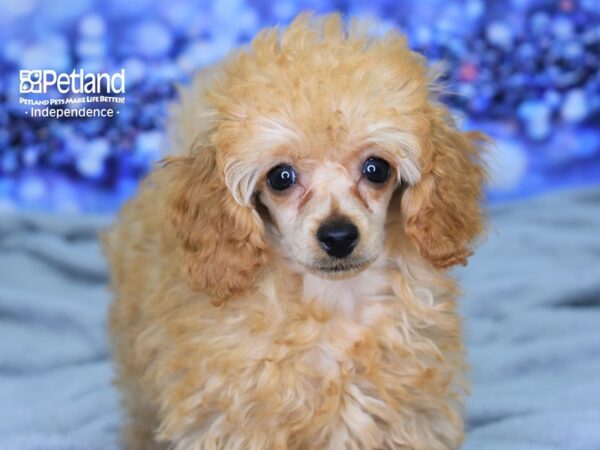 Toy Poodle-DOG-Male-Apricot-2463-Petland Lee's Summit, MO