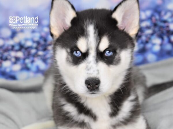 Siberian Husky-DOG-Female-Black and White-2459-Petland Lee's Summit, MO