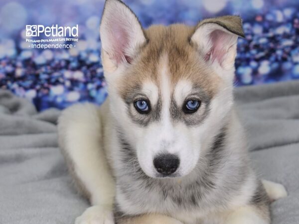 Siberian Husky-DOG-Female-Silver-2458-Petland Lee's Summit, MO