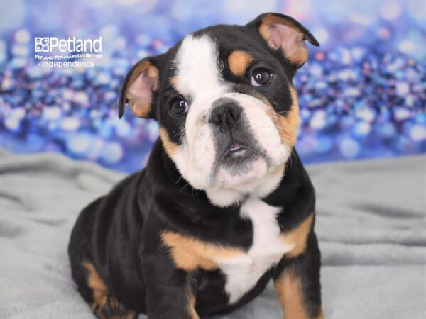 English Bulldog-DOG-Female-Black and Tan-2456-Petland Lee's Summit, MO
