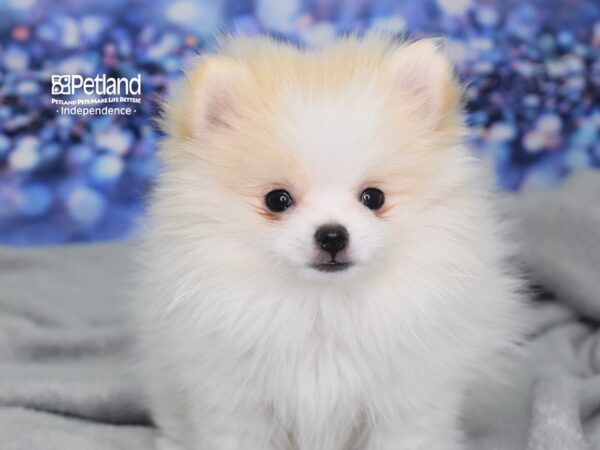 Pomeranian-DOG-Female-Cream and White Parti-2466-Petland Lee's Summit, MO