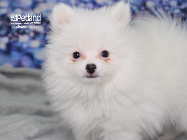 Pomeranian-DOG-Male-White-2467-Petland Lee's Summit, MO