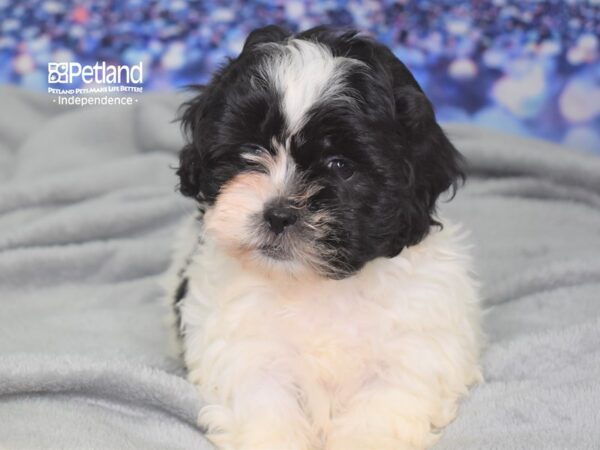 Shih Poo-DOG-Female-Black and White-2480-Petland Lee's Summit, MO