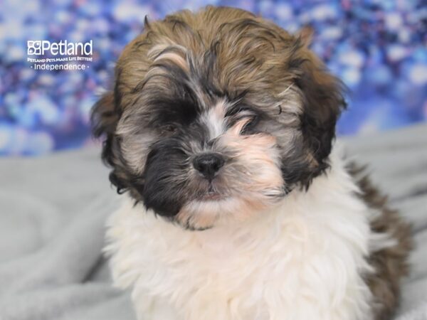 Shih Poo-DOG-Male-Sable and White-2479-Petland Lee's Summit, MO