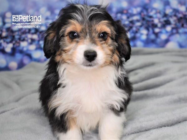 Miniature Aussiedoodle-DOG-Male-Black and White-2478-Petland Lee's Summit, MO