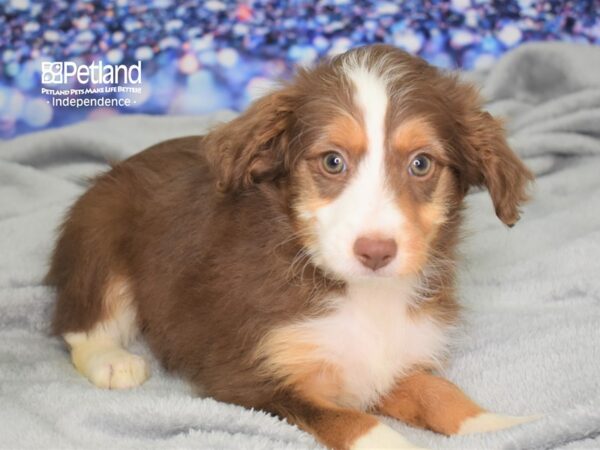 Miniature Aussiedoodle-DOG-Male-Red and White-2477-Petland Lee's Summit, MO