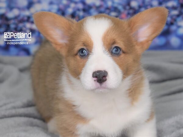 Pembroke Welsh Corgi-DOG-Female-Fawn-2474-Petland Lee's Summit, MO