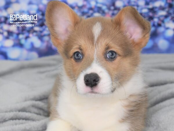 Pembroke Welsh Corgi-DOG-Male-Fawn-2473-Petland Lee's Summit, MO