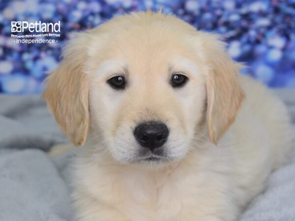 Golden Retriever-DOG-Male-Light Golden-2472-Petland Lee's Summit, MO