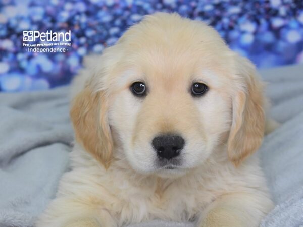 Golden Retriever-DOG-Male-Light Golden-2471-Petland Lee's Summit, MO