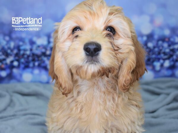 Cockapoo-DOG-Female-Light Golden-2392-Petland Lee's Summit, MO