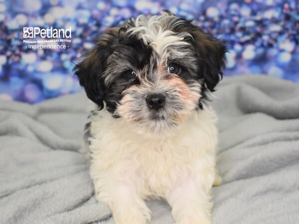 Havapoo-DOG-Male-Sable and White-2476-Petland Lee's Summit, MO
