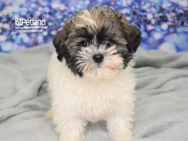 Havapoo-DOG-Male-Sable & White-2475-Petland Lee's Summit, MO
