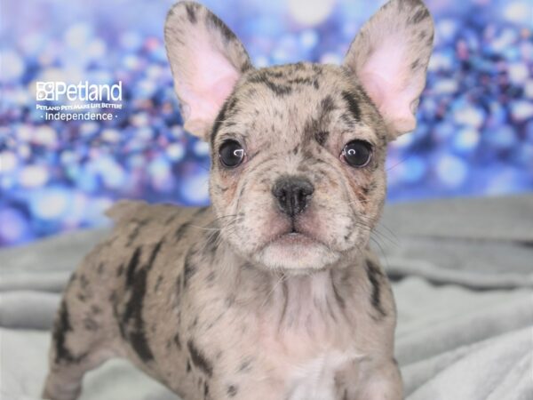 French Bulldog-DOG-Female-Merle-2485-Petland Lee's Summit, MO