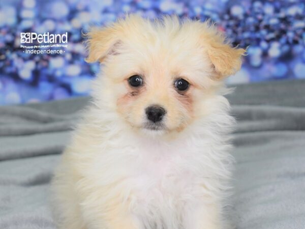 Pom-A-Poo-DOG-Female-Cream-2481-Petland Lee's Summit, MO