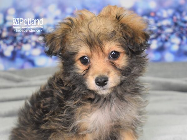 Pom-A-Poo-DOG-Female-Sable-2482-Petland Lee's Summit, MO