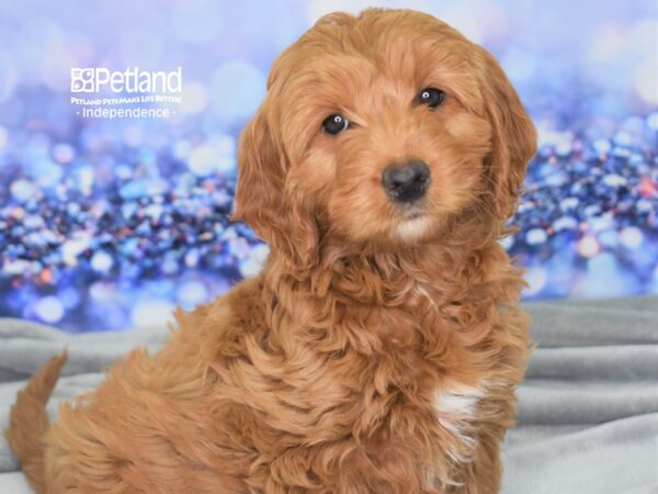 Miniature Goldendoodle 2nd Gen-DOG-Female-Dark Golden-2483-Petland Lee's Summit, MO