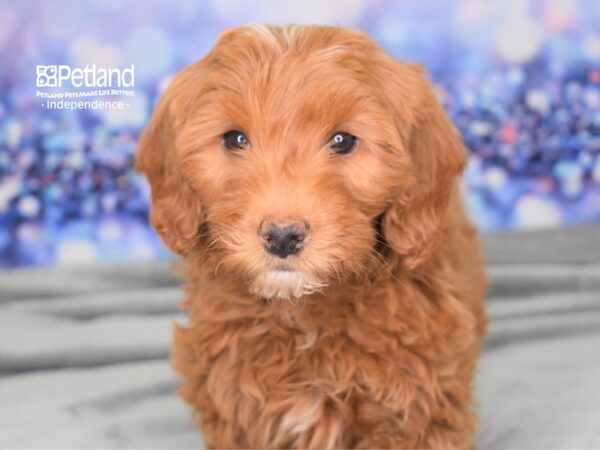 Miniature Goldendoodle 2nd Gen-DOG-Male-Dark Golden-2484-Petland Lee's Summit, MO
