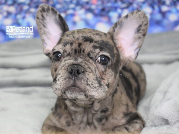 French Bulldog-DOG-Male-Merle-2488-Petland Lee's Summit, MO