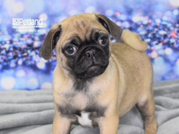 Pug-DOG-Male-Fawn-2455-Petland Lee's Summit, MO